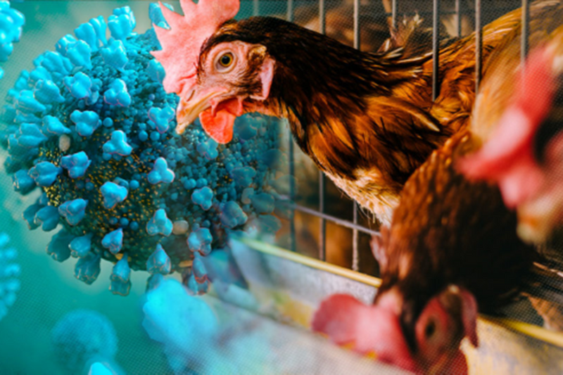 Avian Influenza in 2025: What You Need to Know