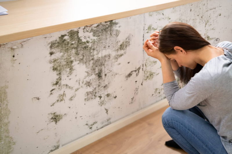 Mold in Homes: What It Does to Health, How to Prevent It, and How to Clean It Up