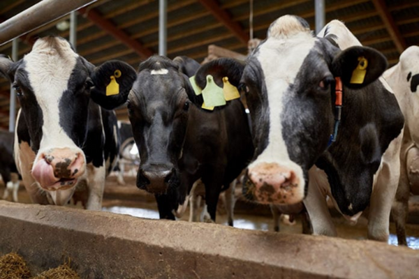 Understanding Prion Diseases: The Science Behind CJD, vCJD, and “Mad Cow Disease”